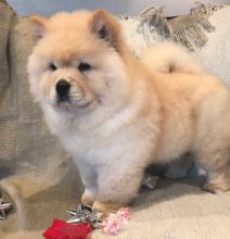 Excellence lovely Male and Female chow chow Puppies for adoption