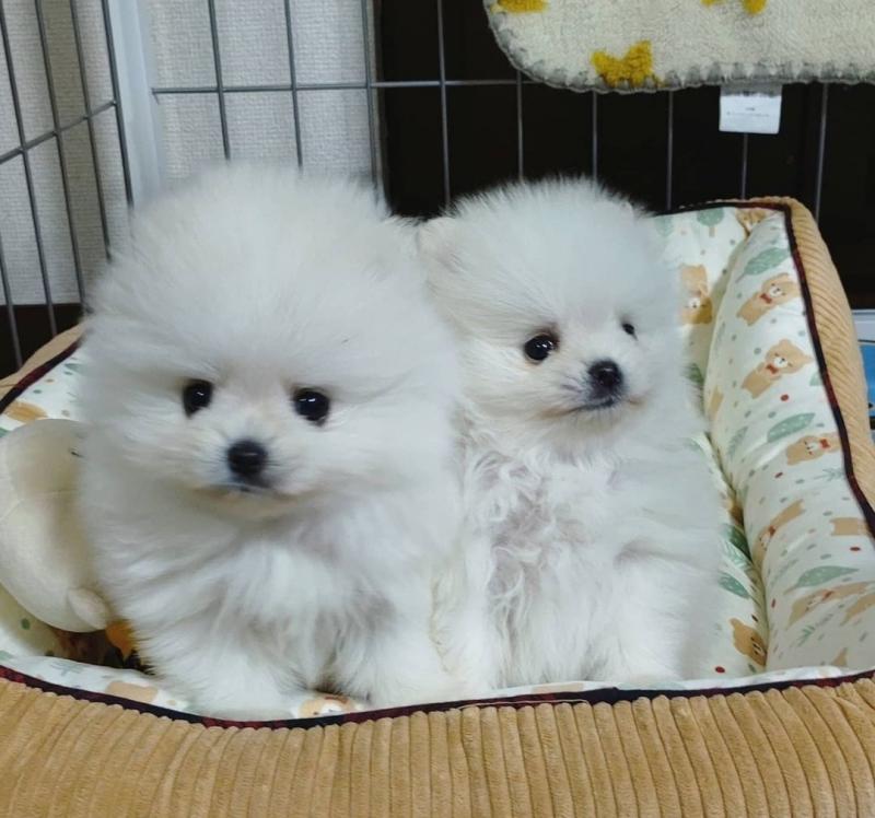 Adorable Pomeranian puppies for adoption near me Image eClassifieds4u