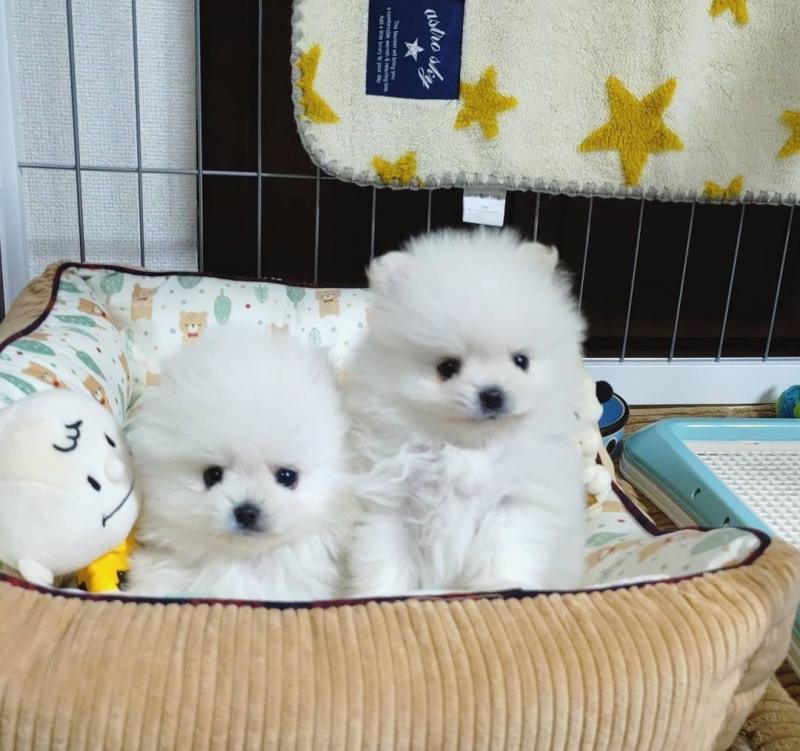 Adorable Pomeranian puppies for adoption near me Image eClassifieds4u