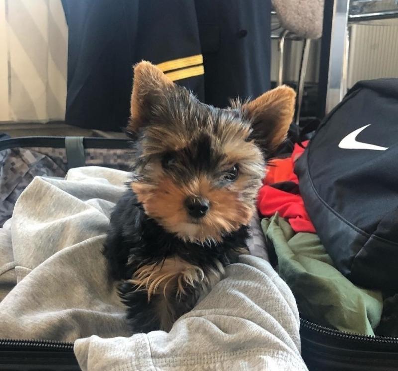 Cute Yorkshire Terrier puppies for sales near me Image eClassifieds4u