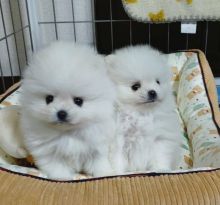 Adorable Pomeranian puppies for adoption near me Image eClassifieds4u 2