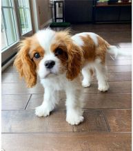 Excellence lovely Male and Female Cavalier King charles Puppies for adoption Image eClassifieds4U
