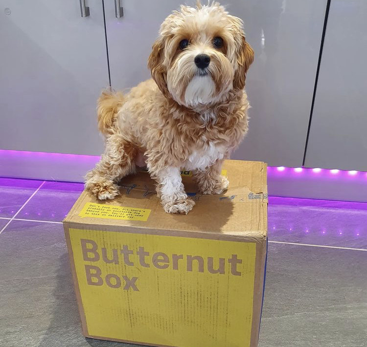 Excellence lovely Male and Female maltipoo Puppies for adoption Image eClassifieds4u