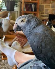 3 months old African Grey Parrots