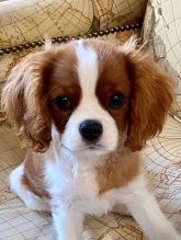 Adorable little male and female king charles cavalier puppies