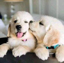Adorable Male And Female golden retreiver Puppies for free