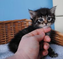 Healthy Siberian kittens