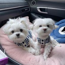 male and female Teacup Maltese puppies