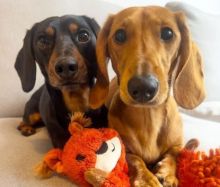 Mini, smooth Dachshund puppies available