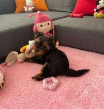 Registered teacup yorkie Puppies For Re-Homing