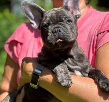 they are beautiful little white blue french Bulldog puppies