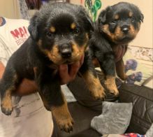 TWO Lovely CKC Female and Male Rottweiler puppies available