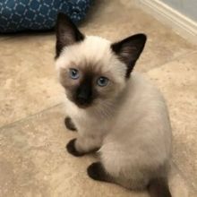 Well socialized male and female Siamese kittens