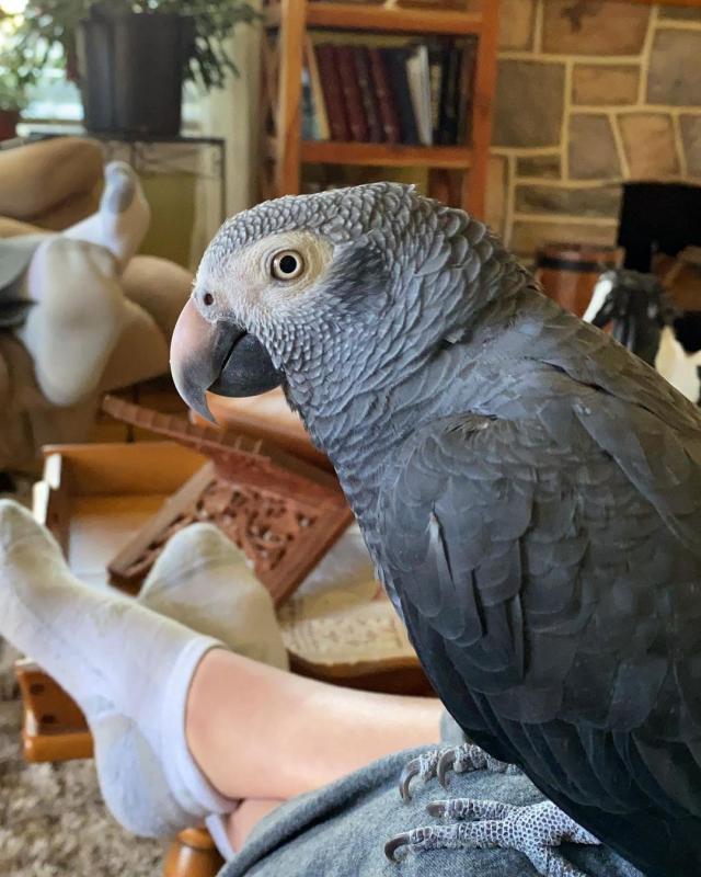 3 months old African Grey Parrots Image eClassifieds4u