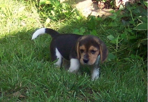 Gorgeous Beagle puppies for re homing Image eClassifieds4u