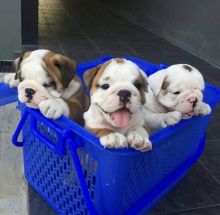 Quality English Bulldog Puppies for any good one Image eClassifieds4U