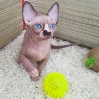Two adorable Sphynx kittens Image eClassifieds4U