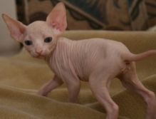 Two adorable Sphynx kittens Image eClassifieds4U