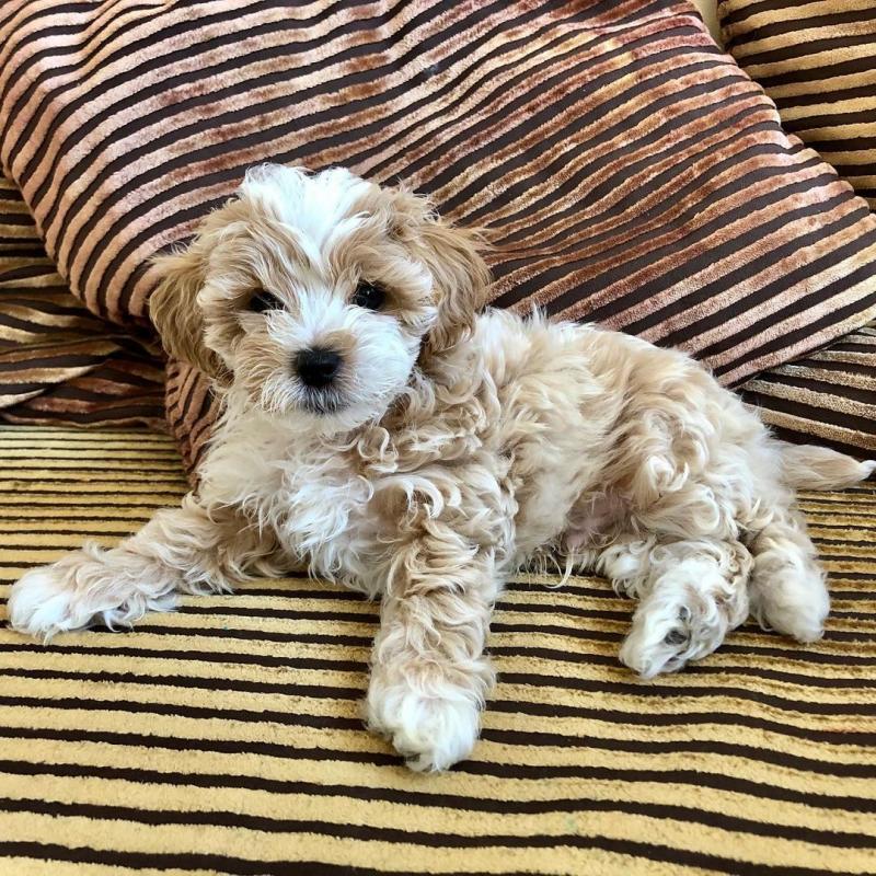 🟥🍁🟥 CKC MALTIPOO PUPPIES AVAILABLE 🍀🍀 Image eClassifieds4u