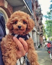Adorable male and female toy poodle puppies for adoption