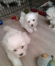 Best Quality male and female maltese puppies for adoption