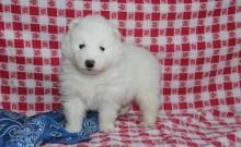 Excellence lovely Male and Female sammoyed puppiesfor adoption