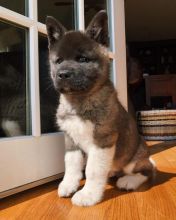 Akita puppies available in good health condition for new homes EMAIL: fordellis2@gmail.com