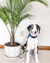 Great dane puppies for adoption (fordellis2@gmail.com) Image eClassifieds4u 1