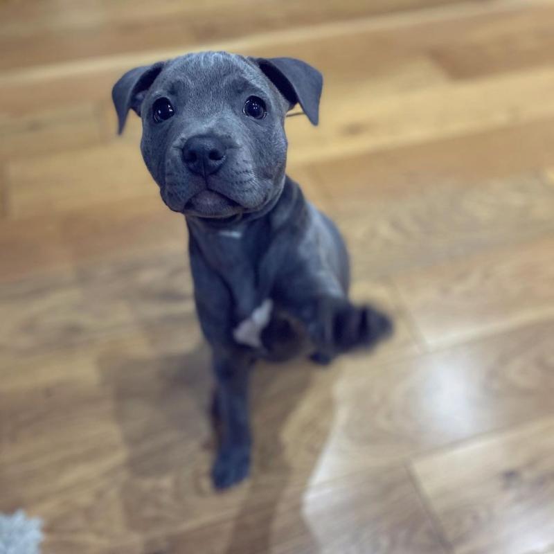 Pitbull puppy for adoption For more info contact, (fordellis2@gmail.com) Image eClassifieds4u