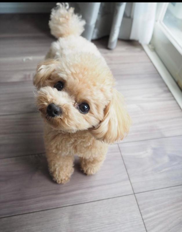 Toy poodle puppies available in good health condition for new homes EMAIL: fordellis2@gmail.com Image eClassifieds4u