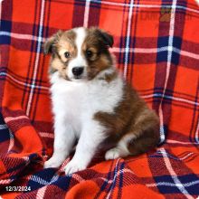 Healthy male and female Sheltie puppies