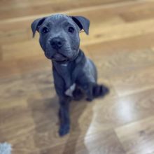 Blue Nose American Pit Bull Terrier Pups available EMAIL: fordellis2@gmail.com