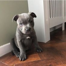 Blue Nose American Pit Bull Terrier Pups available EMAIL: fordellis2@gmail.com