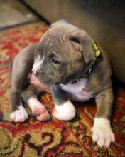 Blue Nose American Pit Bull Terrier Pups available EMAIL: ricecarrut@gmail.com