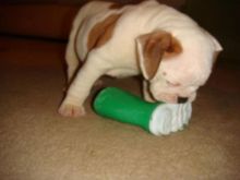 English bulldog puppies available for adoption