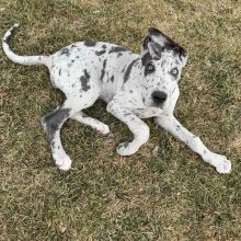 great dane puppies for adoption EMAIL: ricecarrut@gmail.com