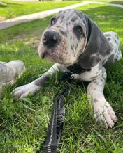 Great dane puppies for adoption (fordellis2@gmail.com)