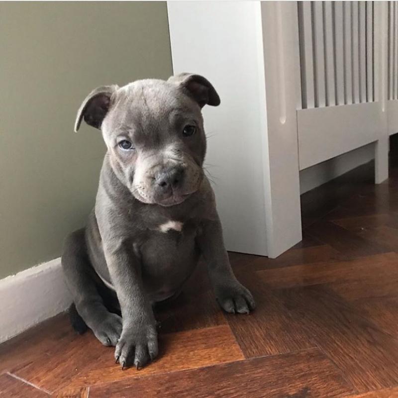 Blue Nose American Pit Bull Terrier Pups available EMAIL: fordellis2@gmail.com Image eClassifieds4u