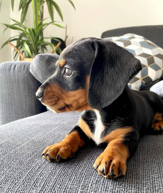 Dachshund puppies available EMAIL: fordellis2@gmail.com Image eClassifieds4u