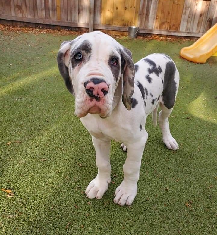 great dane puppies for adoption EMAIL: fordellis2@gmail.com Image eClassifieds4u