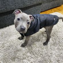 Pit Bull Terrier Pups available EMAIL: fordellis2@gmail.com Image eClassifieds4u 2