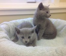 Purebred Russian Blue Kittens - Ready For Their New Homes Image eClassifieds4U