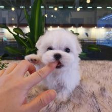 Shih Tzu puppies available in good health condition for new homes EMAIL: ricecarrut@gmail.com Image eClassifieds4u 2