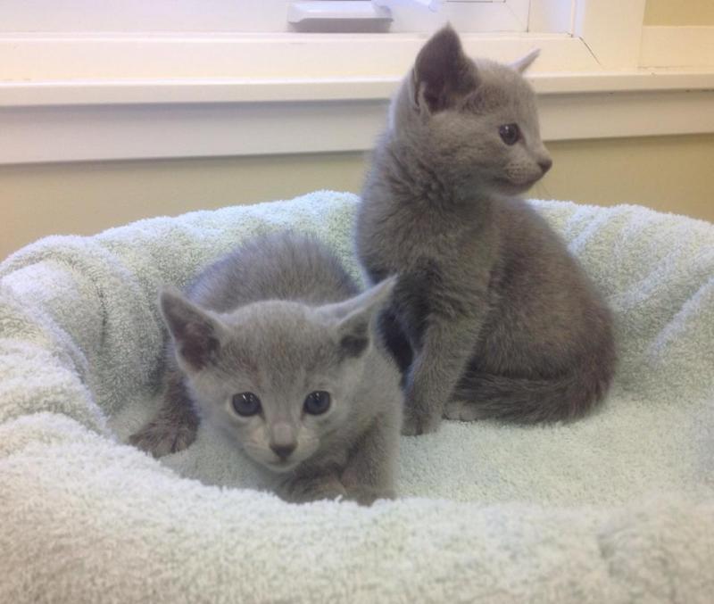 Purebred Russian Blue Kittens - Ready For Their New Homes Image eClassifieds4u