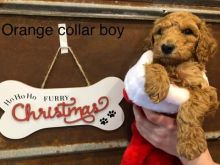 Adorable Miniature Poodle Puppies Ready For New Homes EMAIL👉👉💌(babydullface2010@outlook.com