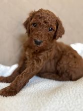 Adorable Miniature Poodle Puppies Ready For New Homes EMAIL👉👉💌(babydullface2010@outlook.com