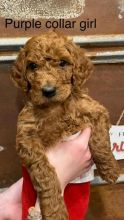 Adorable Miniature Poodle Puppies Ready For New Homes EMAIL👉👉💌(babydullface2010@outlook.com