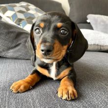 Dachshund puppies available EMAIL: fordellis2@gmail.com