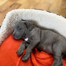 great dane puppies for adoption (fordellis2@gmail.com)