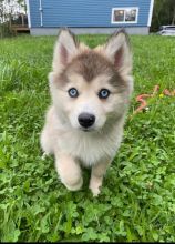 Pomsky male and female puppies for adoption EMAIL: fordellis2@gmail.com